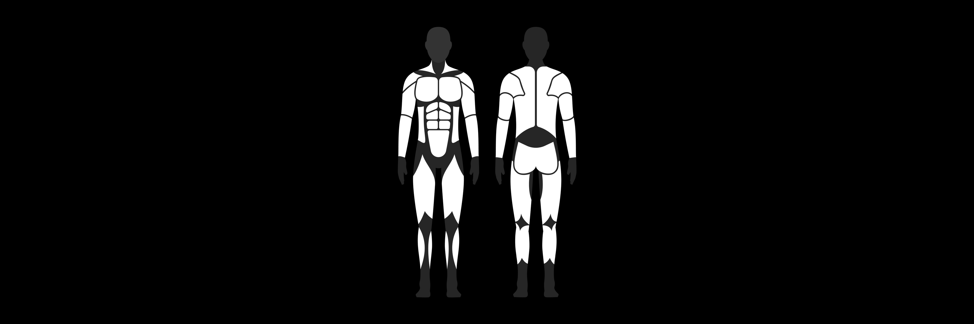 Diagram of human muscle groups highlighting all muscle groups