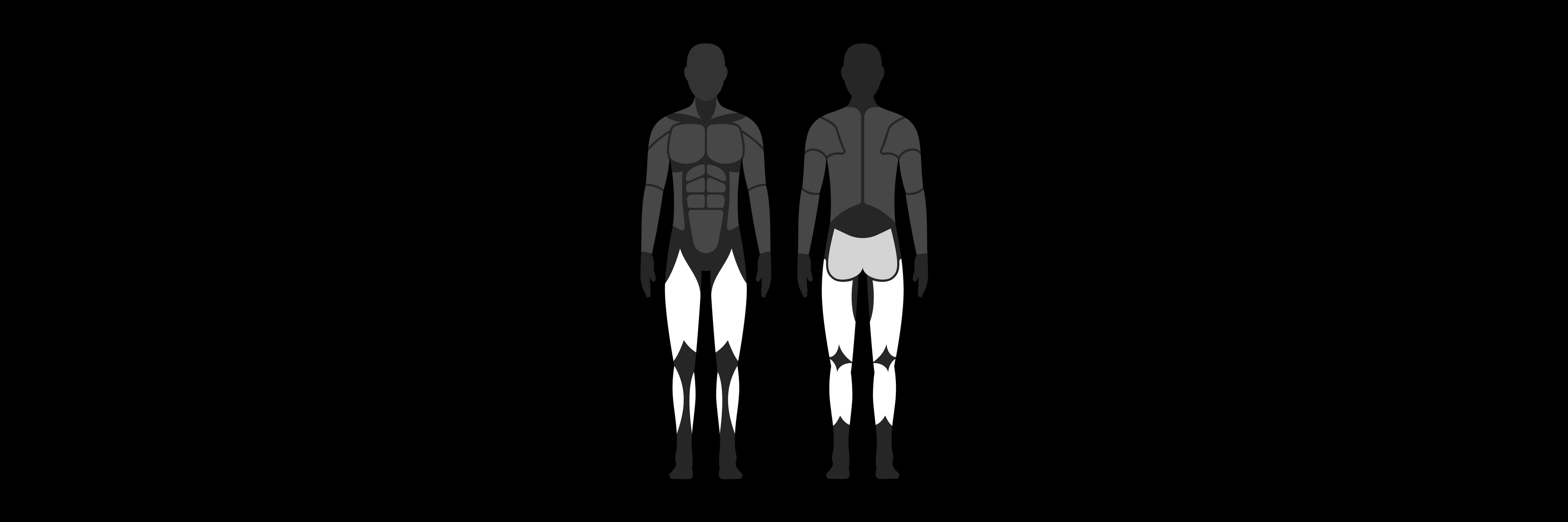 Diagram of human muscle groups highlighting lower body muscle groups